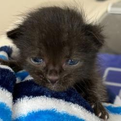 Shelter Stray Male Cat last seen College Station, TX 77845, Bryan, TX 77807