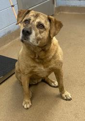 Shelter Stray Female Dog last seen Near Browning Chase Drive, 30084, GA, Atlanta, GA 30341