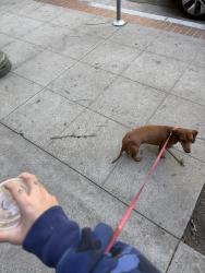 Lost Female Dog last seen Farralone Ave & elkwood , Los Angeles, CA 91304