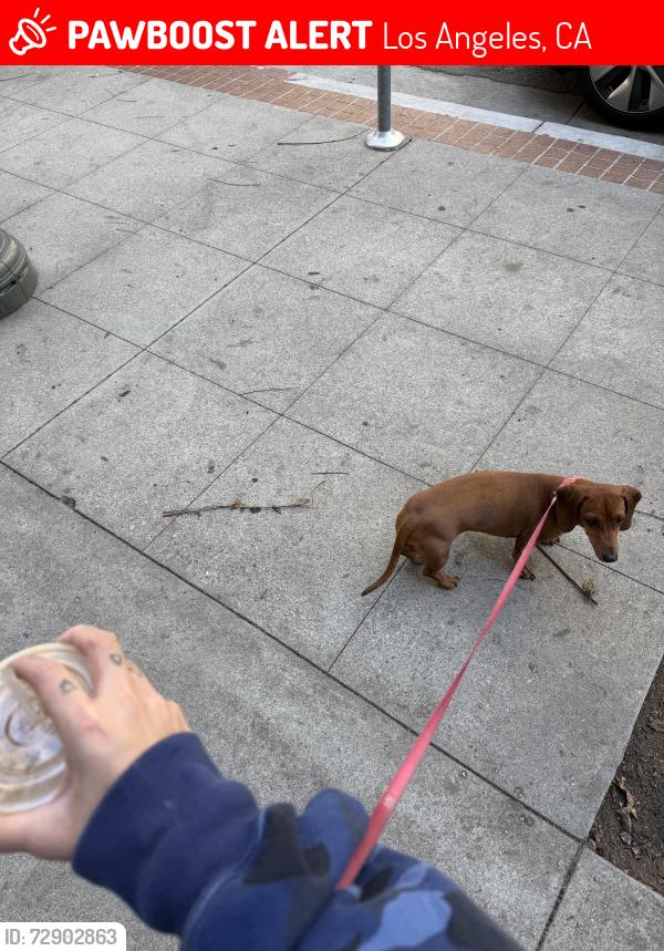 Lost Female Dog last seen Farralone Ave & elkwood , Los Angeles, CA 91304