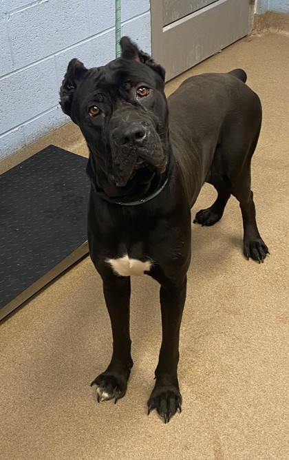Shelter Stray Female Dog last seen Near LAKE MILL COURT, 30038, GA, Atlanta, GA 30341