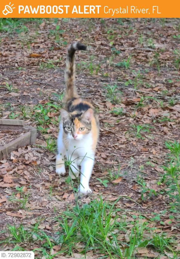 Found/Stray Unknown Cat last seen W Green Bay Ln Crystal River , Crystal River, FL 34428