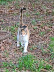 Found/Stray Unknown Cat last seen W Green Bay Ln Crystal River , Crystal River, FL 34428
