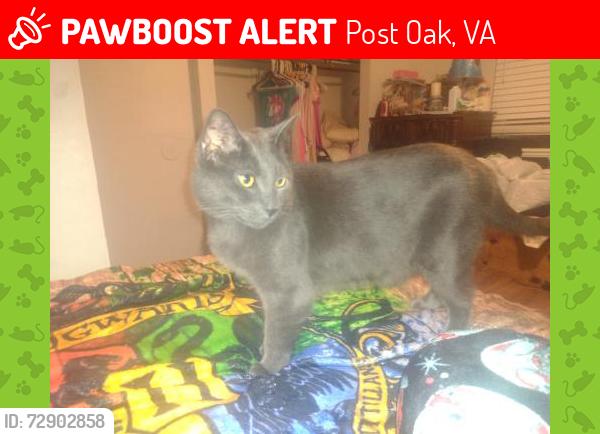 Lost Male Cat last seen Demorest rd, Post Oak, VA 22551
