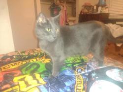 Lost Male Cat last seen Demorest rd , Post Oak, VA 22551