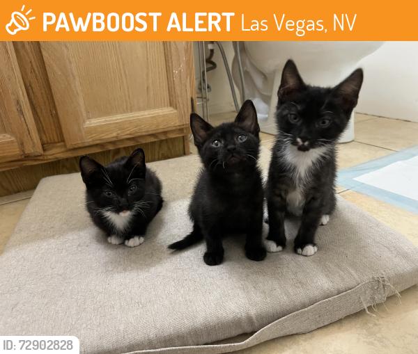 Found/Stray Male Cat last seen Duck creek park, Las Vegas, NV 89123