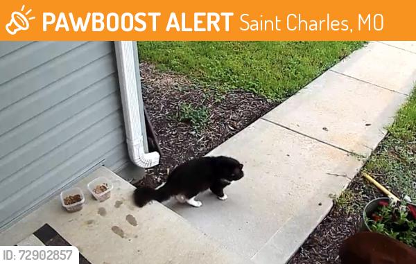 Found/Stray Unknown Cat last seen N 5th and Tecumseh , Saint Charles, MO 63301