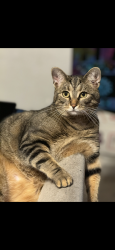 Reunited Male Cat last seen Lincoln st sw , Concord, NC 28025