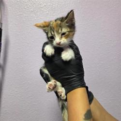 Shelter Stray Female Cat last seen El Paso, TX 79924, Fort Bliss, TX 79906