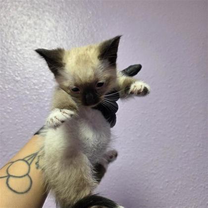 Shelter Stray Male Cat last seen El Paso, TX 79924, Fort Bliss, TX 79906