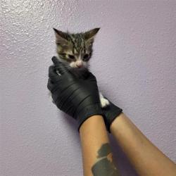 Shelter Stray Male Cat last seen El Paso, TX 79924, Fort Bliss, TX 79906