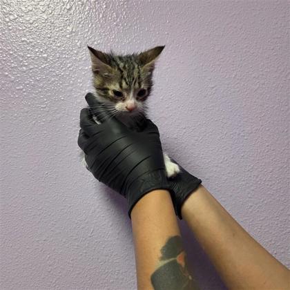 Shelter Stray Male Cat last seen El Paso, TX 79924, Fort Bliss, TX 79906