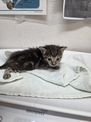 Shelter Stray Male Cat last seen Sacramento, CA 95824, Sacramento, CA 95828