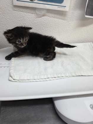 Shelter Stray Male Cat last seen Sacramento, CA 95824, Sacramento, CA 95828
