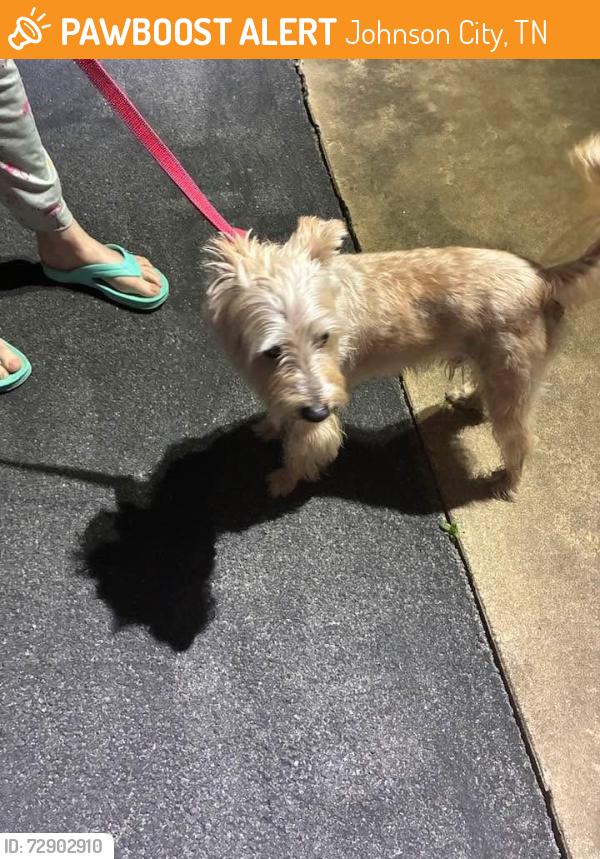 Found/Stray Unknown Dog last seen Green Pond Road , Johnson City, TN 37604