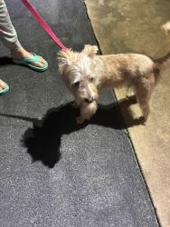 Found/Stray Unknown Dog last seen Green Pond Road , Johnson City, TN 37604