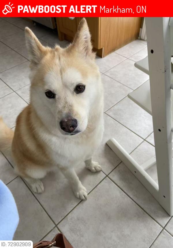 Lost Female Dog last seen hwy7&woodbine, Markham, ON 