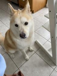Lost Female Dog last seen hwy7&woodbine, Markham, ON 