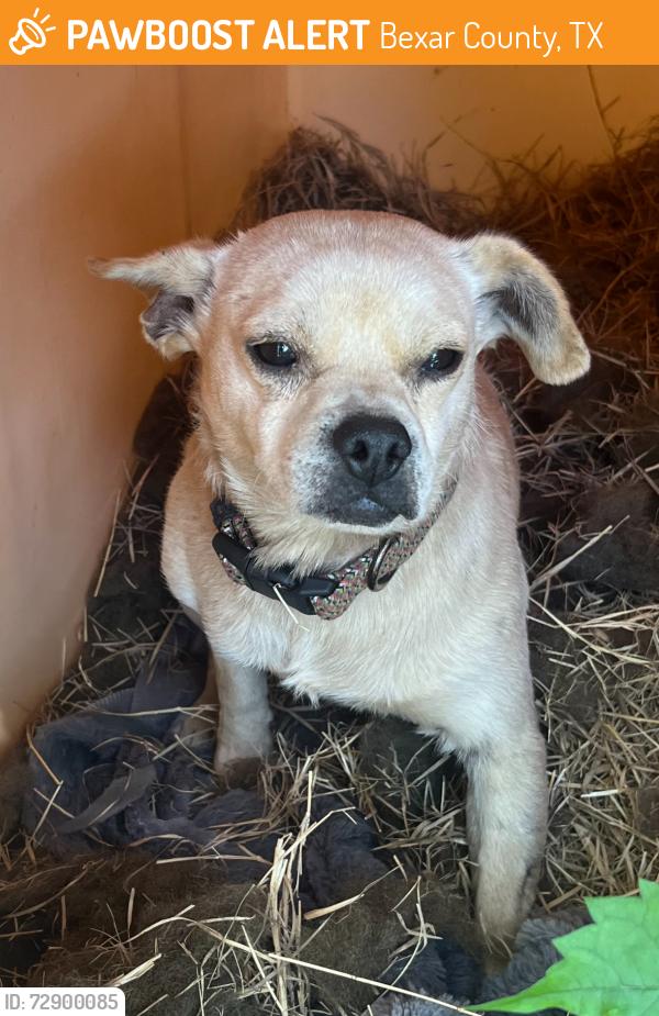 Found/Stray Male Dog last seen Blanchard Road near Dillon, Bexar County, TX 78002