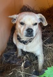 Found/Stray Male Dog last seen Blanchard Road near Dillon, Bexar County, TX 78002