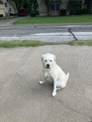 Found/Stray Male Dog last seen Pecan Plantation, Granbury, TX 76049