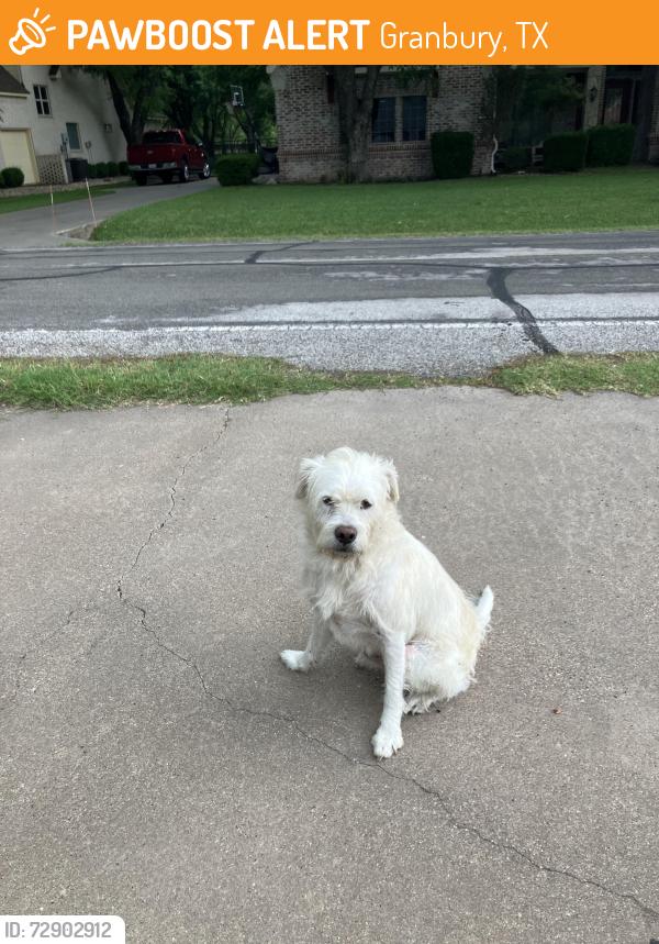 Found/Stray Male Dog last seen Pecan Plantation, Granbury, TX 76049