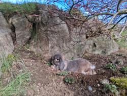 Lost Male Rabbit last seen Yards on 115th or 116th unless he hitched a ride, Kirkland, WA 98034