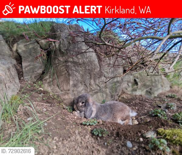 Lost Male Rabbit last seen Yards on 115th or 116th unless he hitched a ride, Kirkland, WA 98034