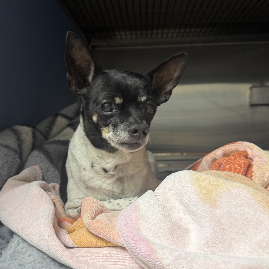 Shelter Stray Female Dog last seen Near 44th, San Diego, CA, 92115, San Diego, CA 92110