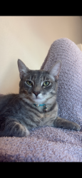 Reunited Male Cat last seen Ball and East , Anaheim, CA 92805