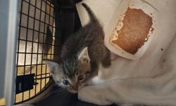 Shelter Stray Male Cat last seen Near Paseo Del Norte, Carlsbad, CA, 92008, Oceanside, CA 92058