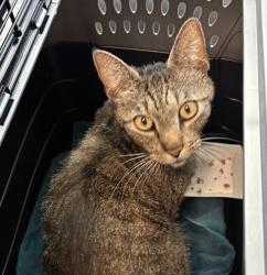 Shelter Stray Male Cat last seen Near Brookhaven Road, San Diego, CA, 92114, San Diego, CA 92110