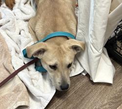 Shelter Stray Female Dog last seen Near Hickman Field Drive, San Diego, CA, 92111, San Diego, CA 92110