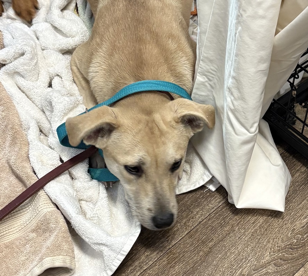 Shelter Stray Female Dog last seen Near Hickman Field Drive, San Diego, CA, 92111, San Diego, CA 92110