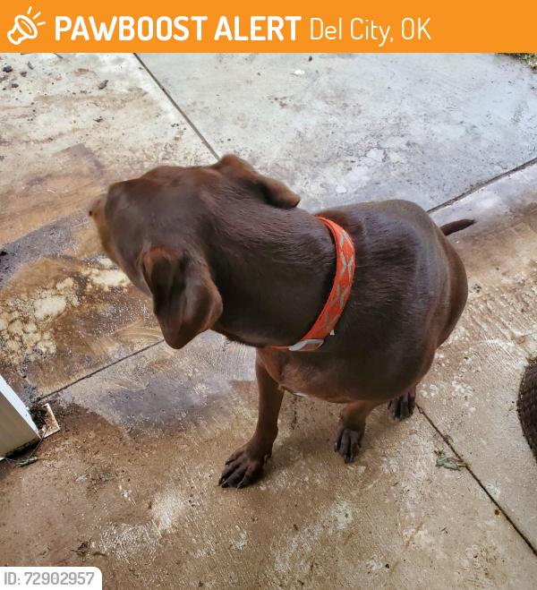 Found/Stray Male Dog last seen Newport dr Sooner rd, Del City, OK 73115