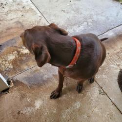 Found/Stray Male Dog last seen Newport dr Sooner rd, Del City, OK 73115