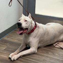 Shelter Stray Male Dog last seen S Vista Avenue, San Diego, CA, 92173, San Diego, CA 92110