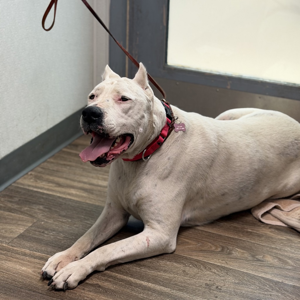 Shelter Stray Male Dog last seen S Vista Avenue, San Diego, CA, 92173, San Diego, CA 92110