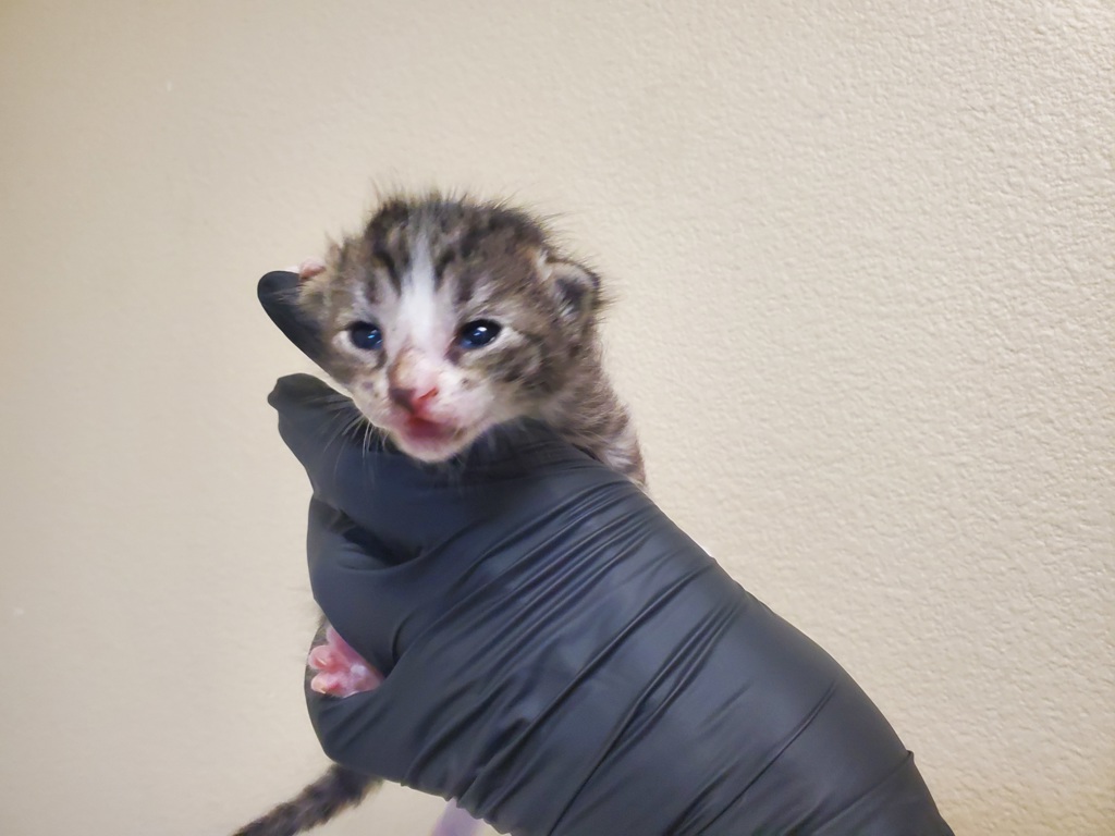 Shelter Stray Female Cat last seen Near N Melrose Street, Vista, CA, 92083, Oceanside, CA 92058