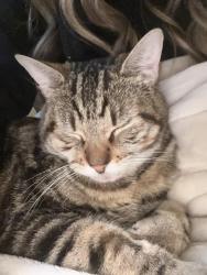 Lost Male Cat last seen Sky Island Drive, Bonney Lake, WA 98391