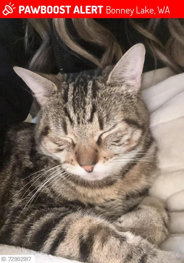 Lost Male Cat last seen Sky Island Drive, Bonney Lake, WA 98391