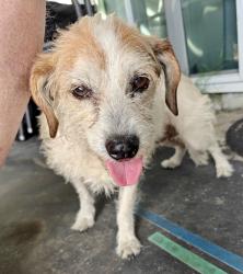 Reunited Female Dog last seen Mallard St, near Lemon Grove/Berry Park, San Diego, CA 92114
