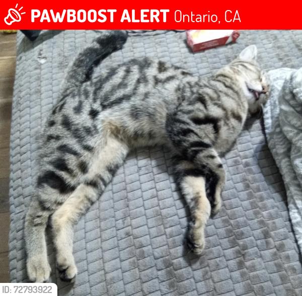 Lost Male Cat last seen Wineville ave Airport dr, Ontario, CA 91761