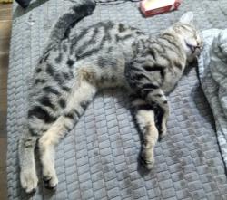 Lost Male Cat last seen Wineville ave Airport dr, Ontario, CA 91761