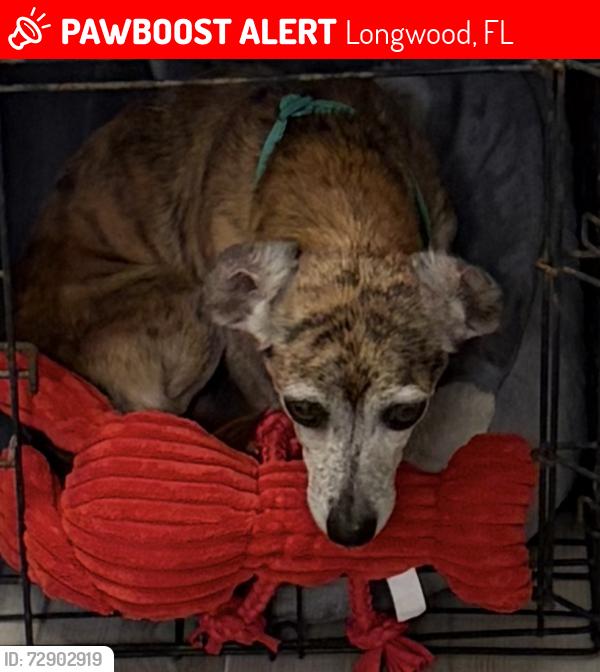 Lost Male Dog last seen Alexander Sabal / Sabal Alexander Circle, Longwood, FL 32779