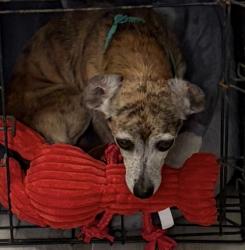 Lost Male Dog last seen Alexander Sabal / Sabal Alexander Circle, Longwood, FL 32779