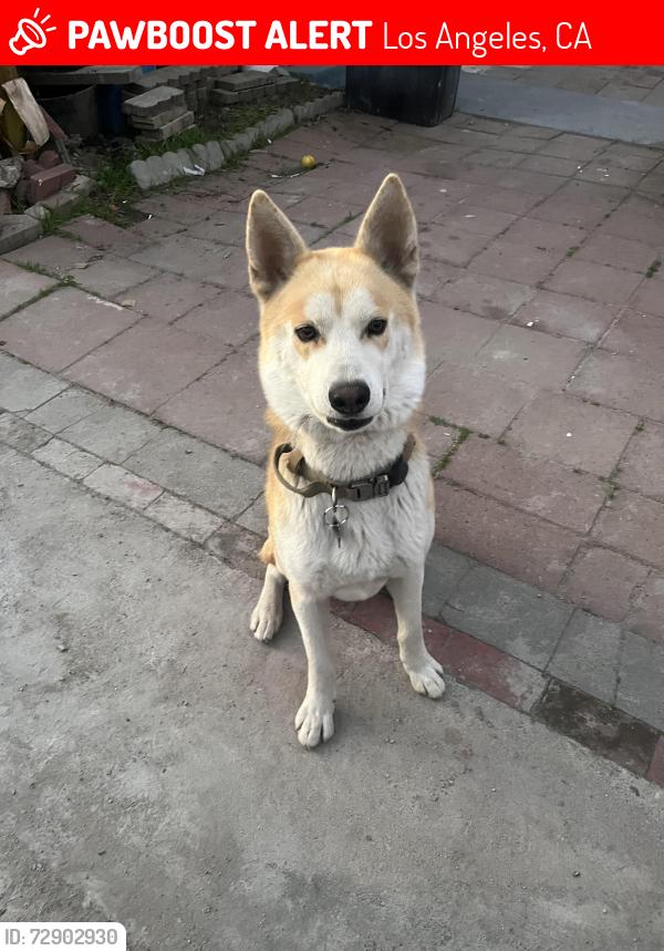 Lost Male Dog last seen Slauson and western , Los Angeles, CA 90062