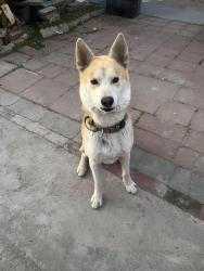 Lost Male Dog last seen Slauson and western , Los Angeles, CA 90062