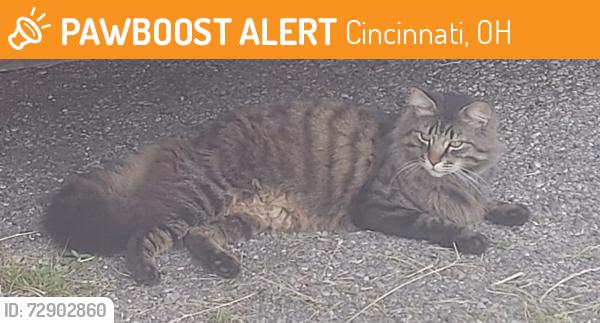 Found/Stray Unknown Cat last seen Ninann Ct, Cincinnati, OH 45211