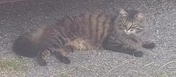 Found/Stray Unknown Cat last seen Ninann Ct, Cincinnati, OH 45211